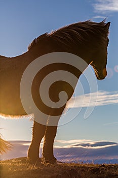 Icelandic Horse sunset close up