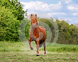 Icelandic horse at a tÃ¶lt frontal view