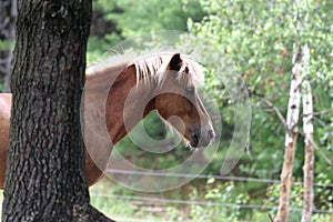 Icelandic horse under tree in pasture