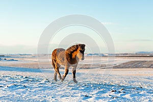 Icelandic horse walks in the snow in winter. Icelandic winter landscape