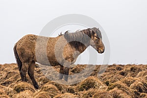 Icelandic horse in wet snowy weather in grassland of the same brown color