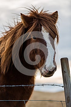 Icelandic horse in the wild sunset