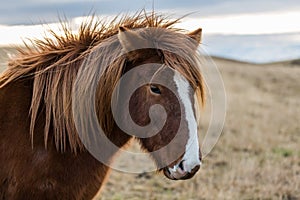 Icelandic horse in the wild sunset