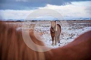 Icelandic horse in the winter landscape of Iceland