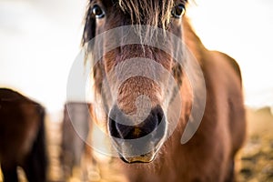 Icelandic Horse In Your Face