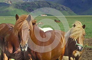 Icelandic horses