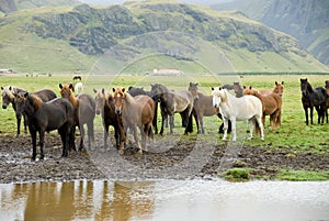 Icelandic Horses