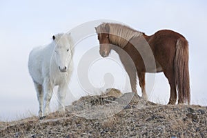 Icelandic horses