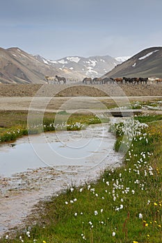 Icelandic Horses photo