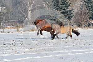 Icelandic horses