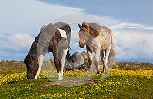 Icelandic Horses