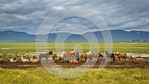 Icelandic horses