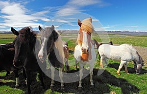Icelandic horses.