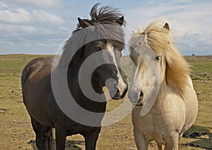 Icelandic horses photo