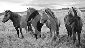 Icelandic horses