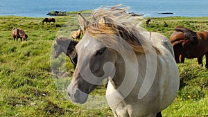 Icelandic horses