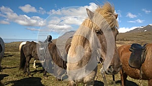 Icelandic Horses