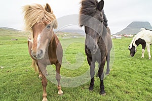 Icelandic Horses