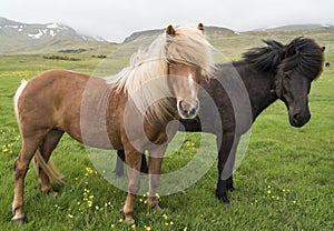 Icelandic Horses