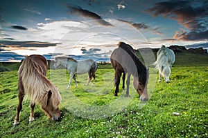 Icelandic horses