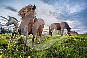 Icelandic horses