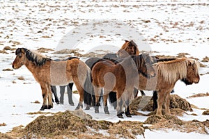 Icelandic horses bask against each other at winter, Iceland
