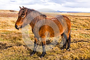 Icelandic Horses. Beautiful Icelandic horses in Iceland. Group of Icelandic horses standing in the field with mountain background