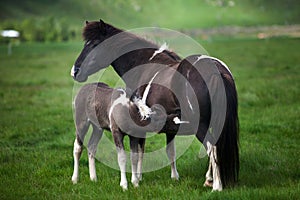 Icelandic Horses