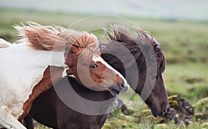 Icelandic Horses