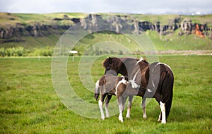 Icelandic Horses