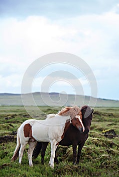 Icelandic Horses