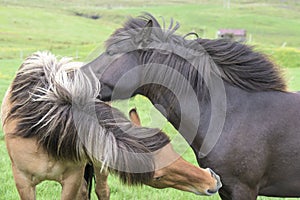 Icelandic Horses, black and brwon horse cuddling, Iceland