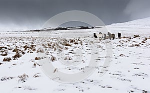 Icelandic horses in a countryside with snow storm in backgroung