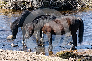 Icelandic horses drinking water