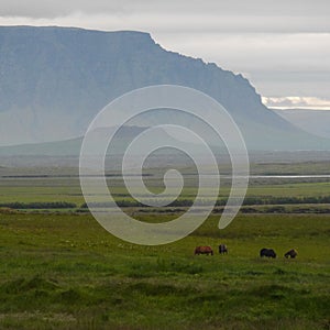 Icelandic Horses and Eldborg Crater photo