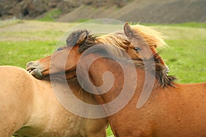 Icelandic horses embrace
