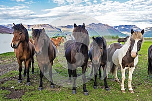 Icelandic horses in the farm of Varmahlid village. Northwestern Iceland photo