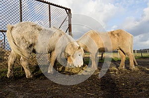 Icelandic horses feeding