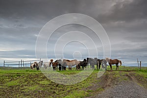 Icelandic Horses in the field