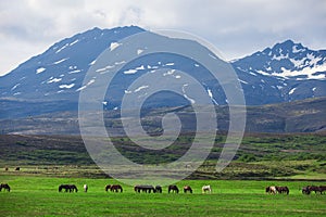 Icelandic Horses in a field