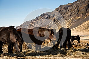 Icelandic horses in the field of scenic nature landscape of Iceland.