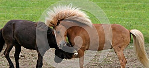 Icelandic horses fighting and playing