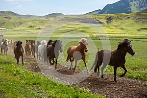 Icelandic horses galloping down a road, rural landscape, Iceland