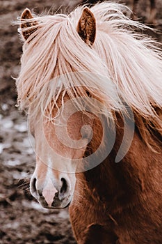 Icelandic horses graze in the field. Close-up. Beautiful red hair and long shaggy bang.