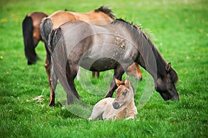 Icelandic horses graze on a green meadow