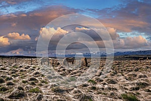 Icelandic horses grazing on field against cloudy sky during sunset in valley