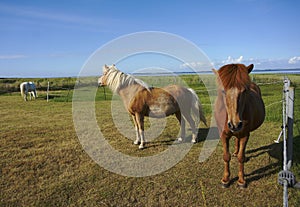 Islandese cavalli 
