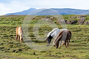 Icelandic horses grazing freely in a field