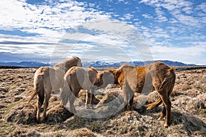 Icelandic horses grazing on grassy field against blue sky during sunny day