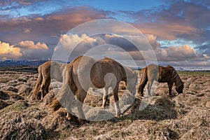 Icelandic horses grazing on grassy field against cloudy sky during sunset